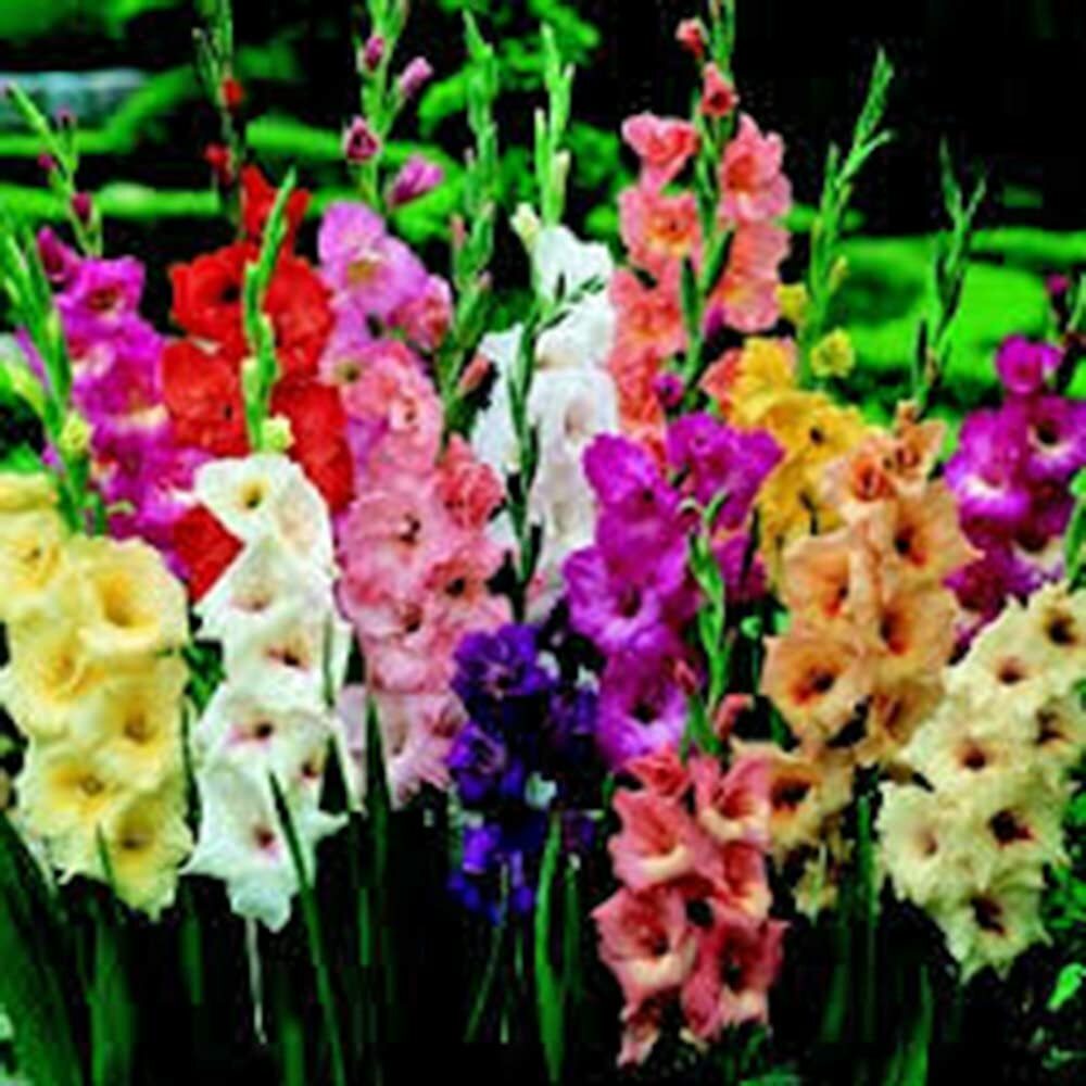 GLADIOLUS, BULB (20 PACK) PASTEL MIXED