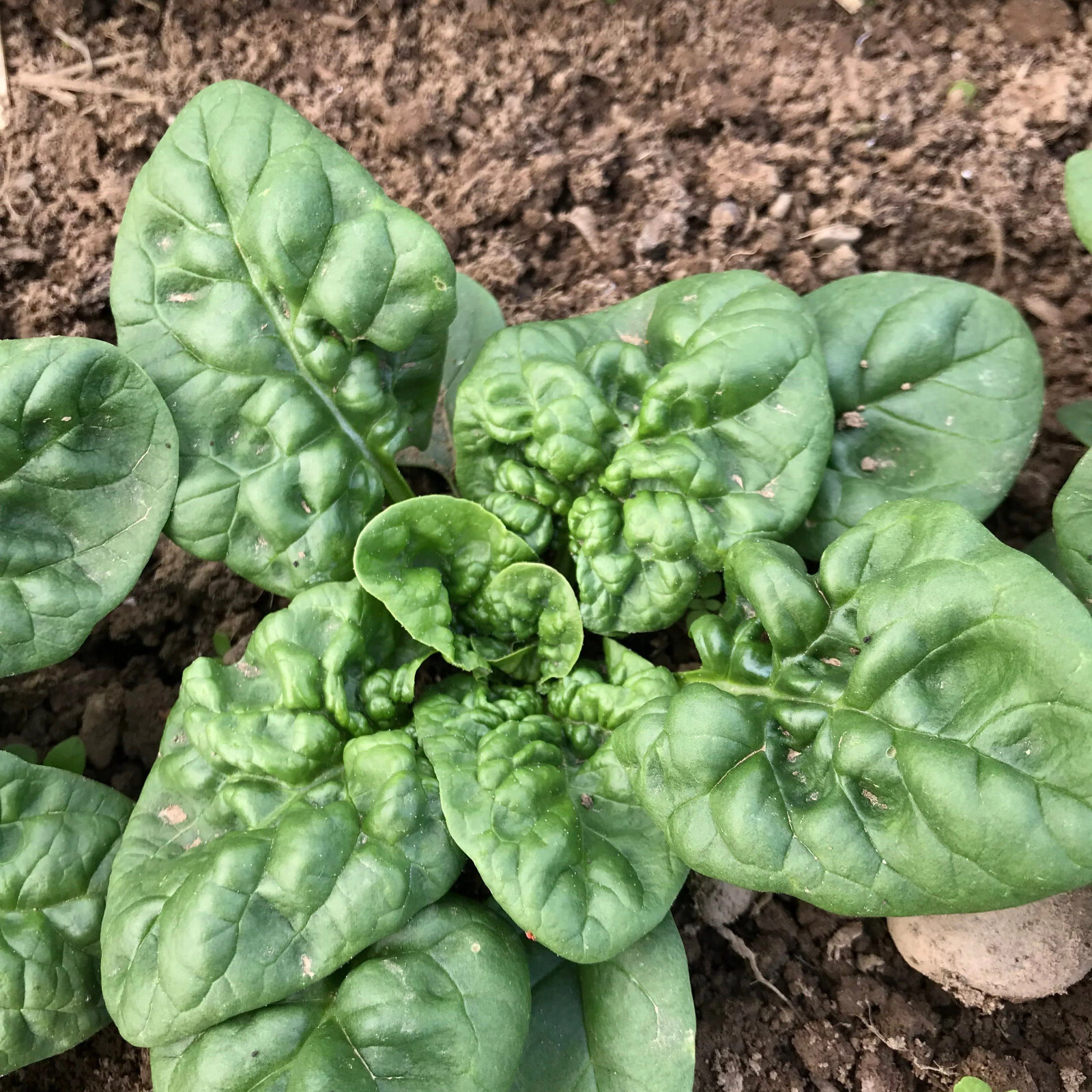 100+ BLOOMSDALE SPINACH SEEDS NON-GMO FRESH FOR GARDENS