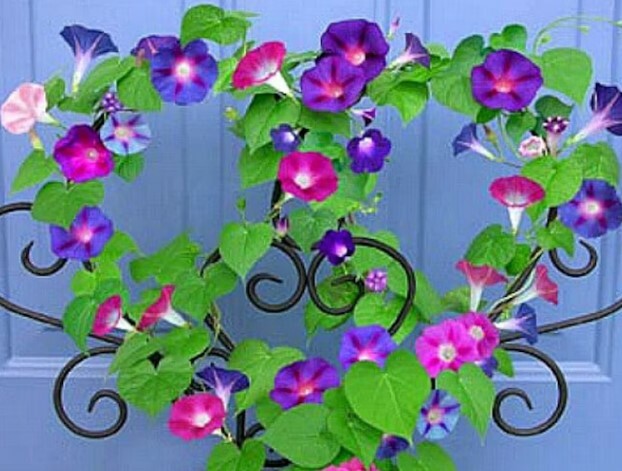 10 Multi COLOR MORNING Glory seeds Trumpet Floret Climbs Lattice Winding Vines