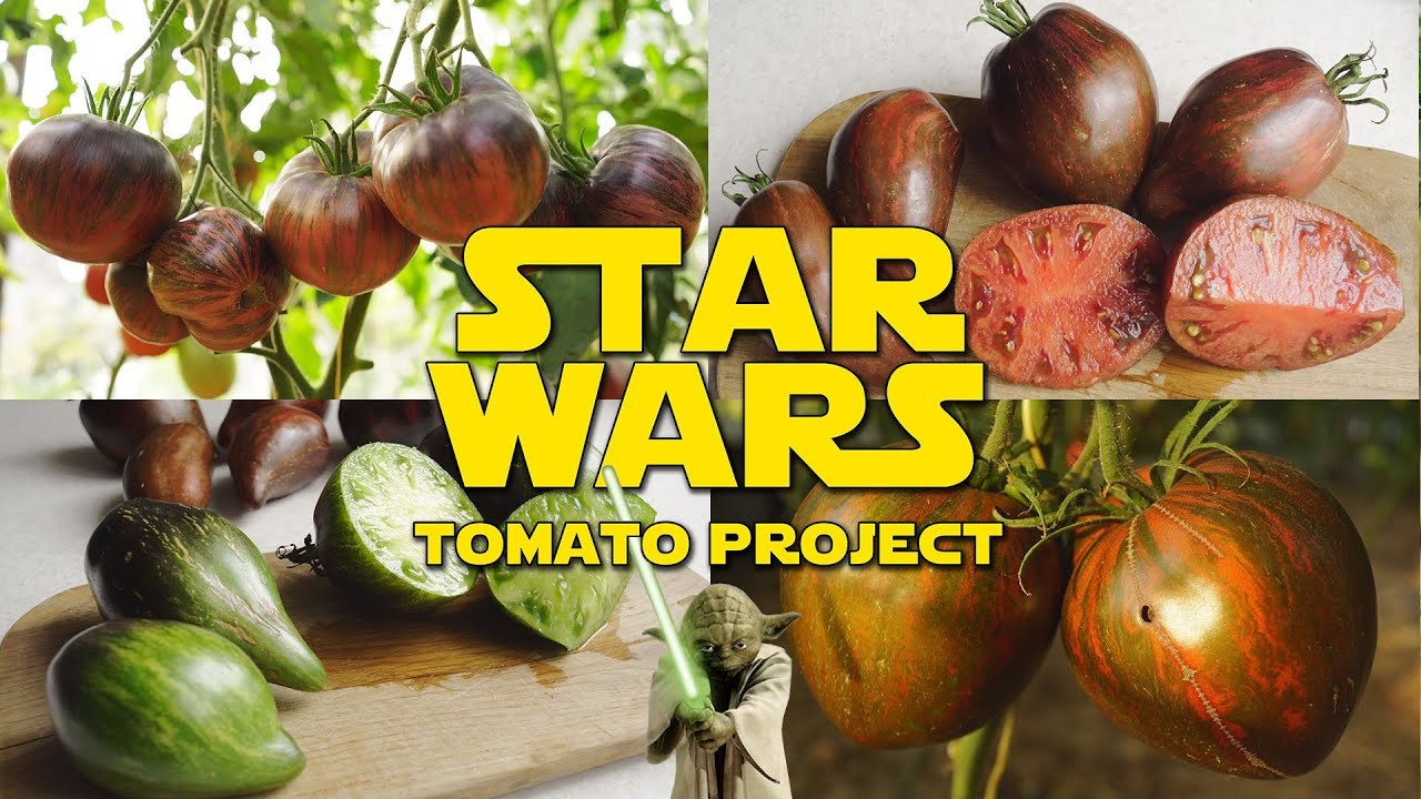 10 seeds Rebel Starfighter Prime Heart Tomato Rare ORGANIC Variety