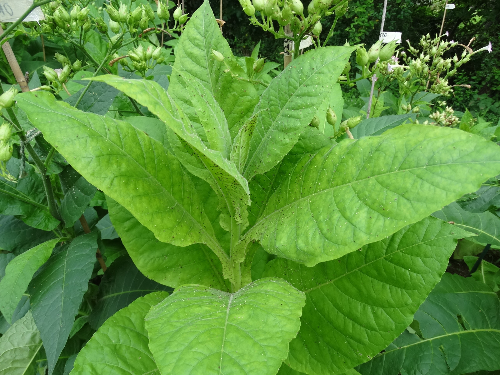 African Red Tobacco HIGH NICOTINE 500+ seeds 0.05 gram Heavy Producer 2023 CROP