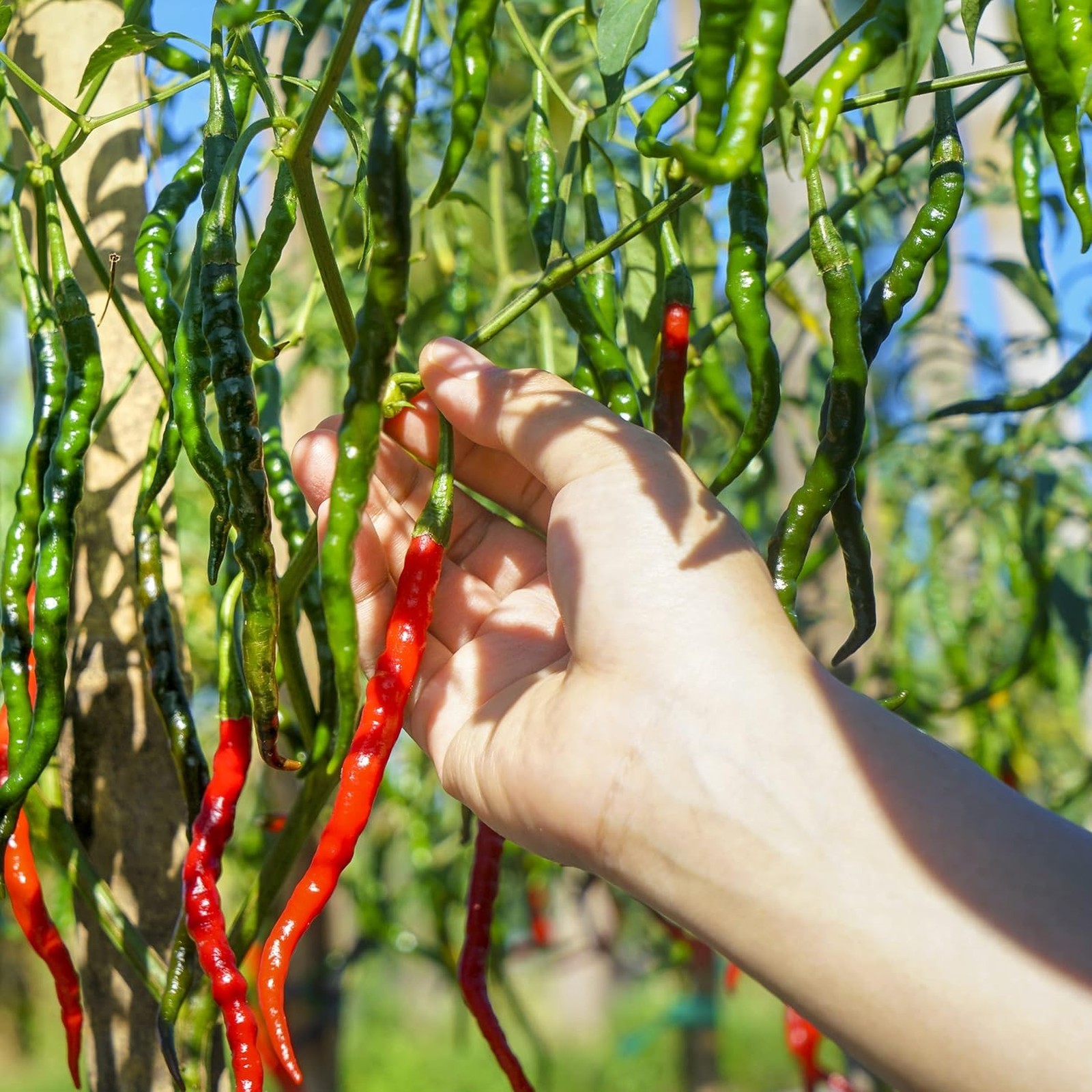 Organic Cayenne Pepper Seeds Long Slim Model, Heirloom, Open Pollinated
