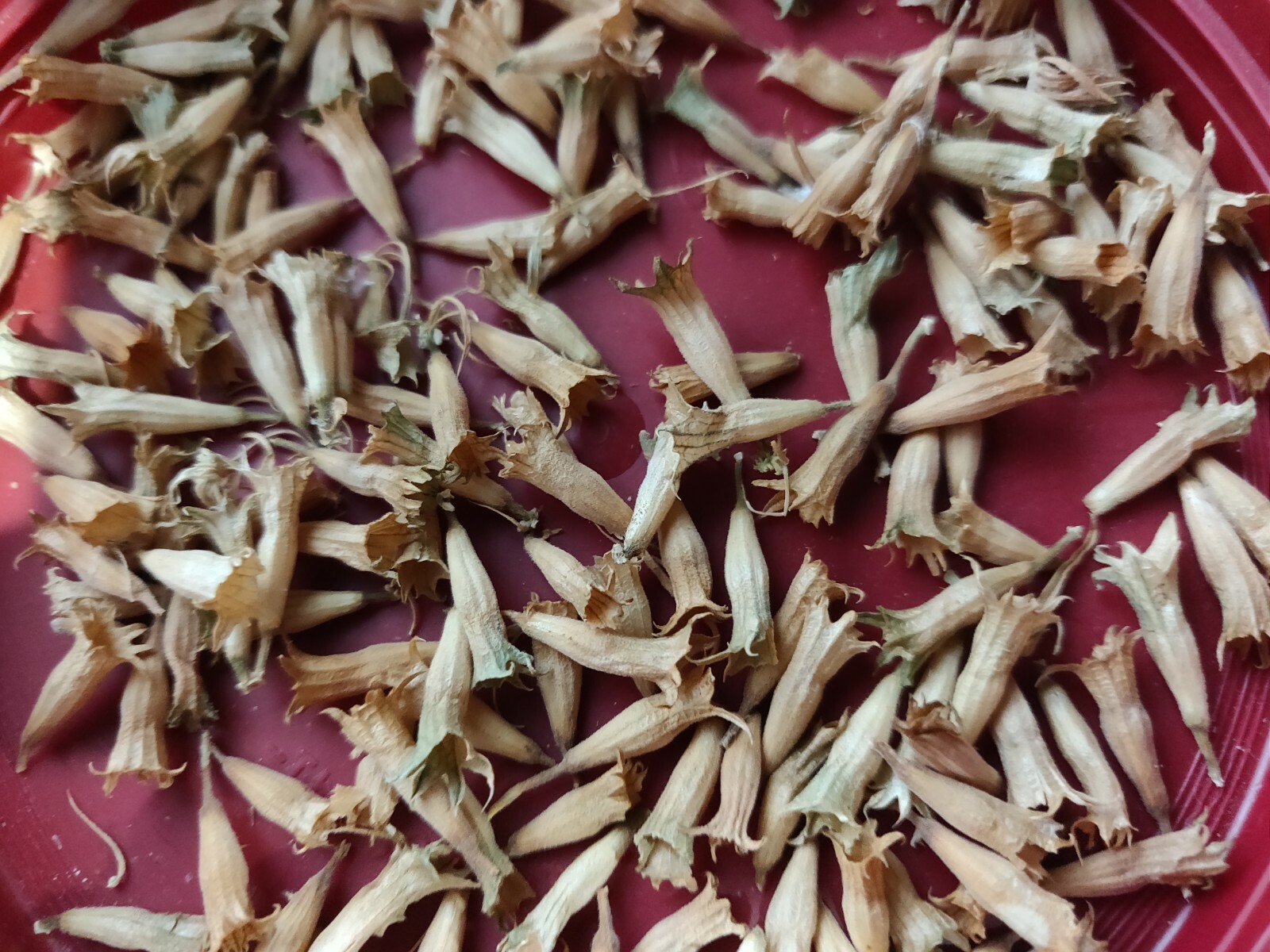100 WILD DAGGA SEEDS(LEONOTIS LEONURUS/SEMILLAS DE COLA DE LEON