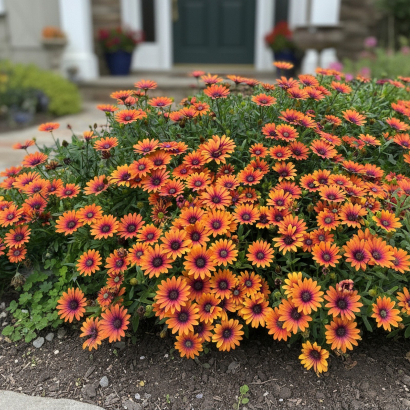 500 African Daisy Seeds – Bright Orange Blooms for Stunning Summer Gardens
