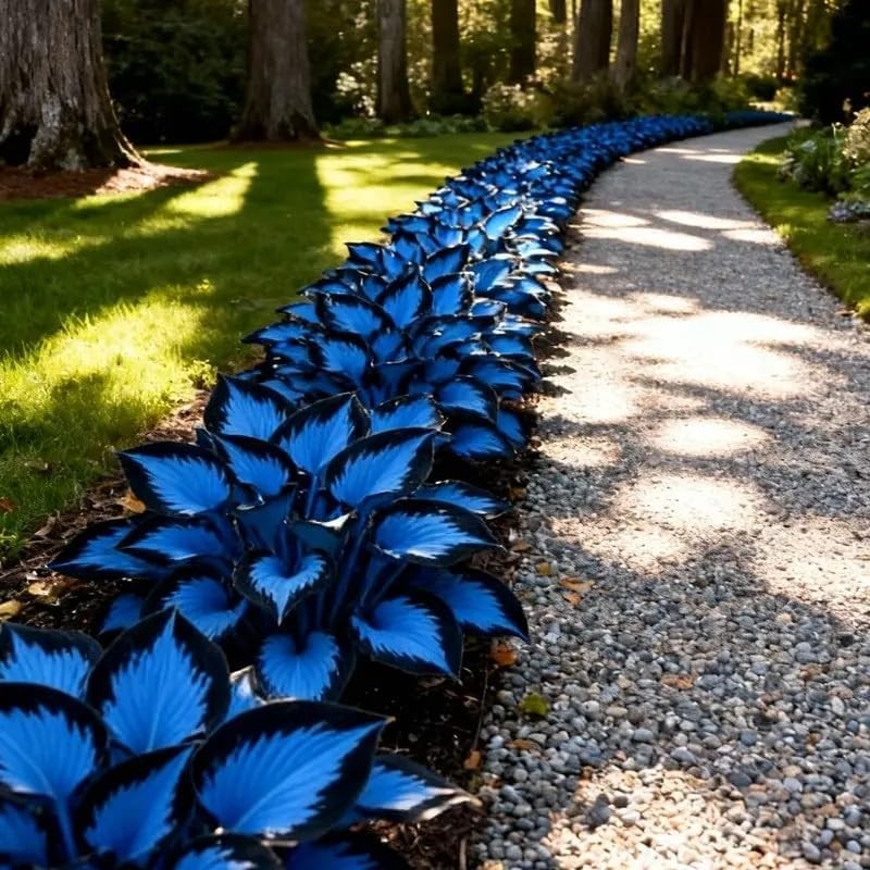 210+ Hosta Seeds – Rare Perennial Flower Seeds for Shade Gardens, Long Blooming