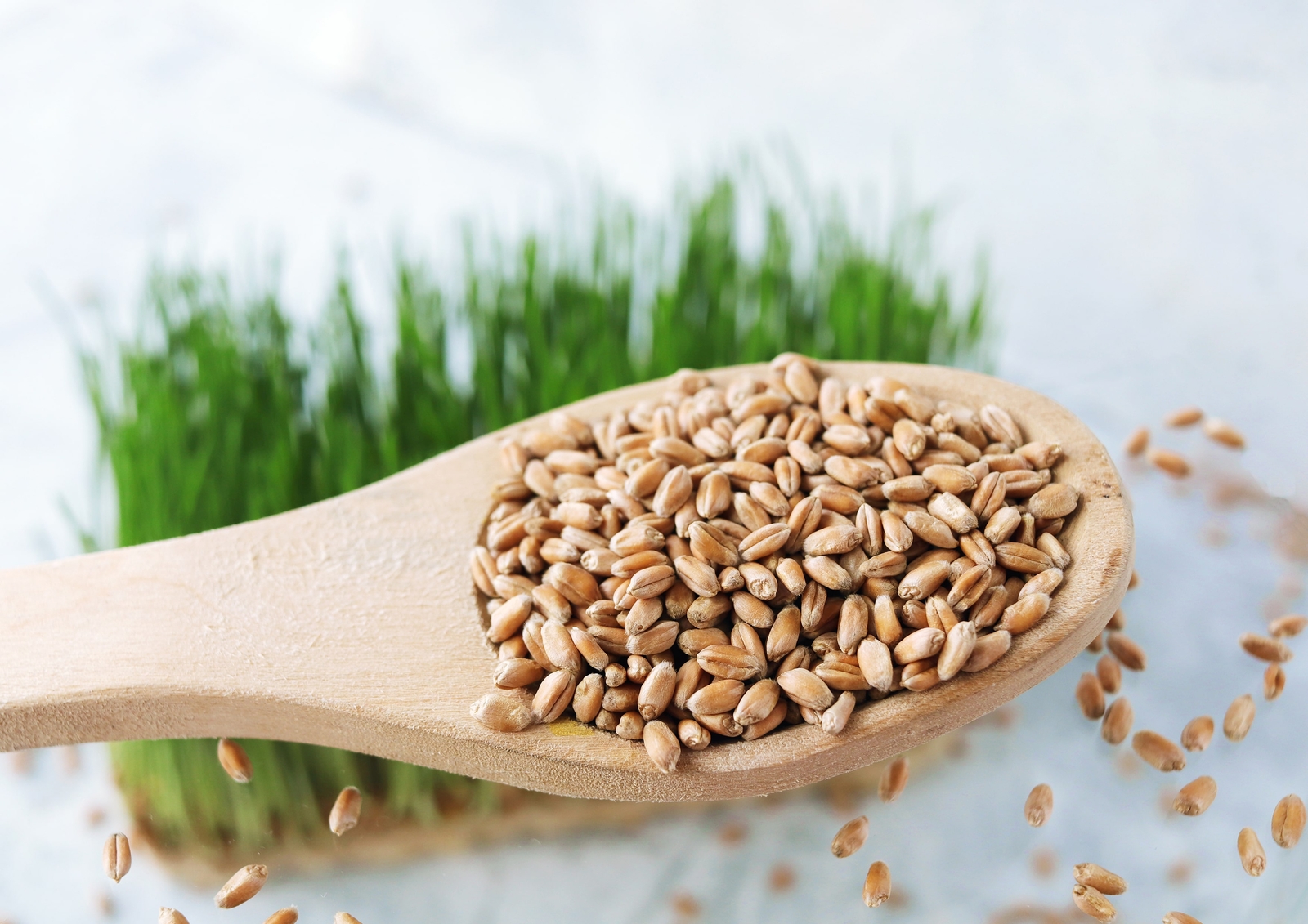 Wheat Berries – Sproutable, Kosher, Raw – by Food To Live