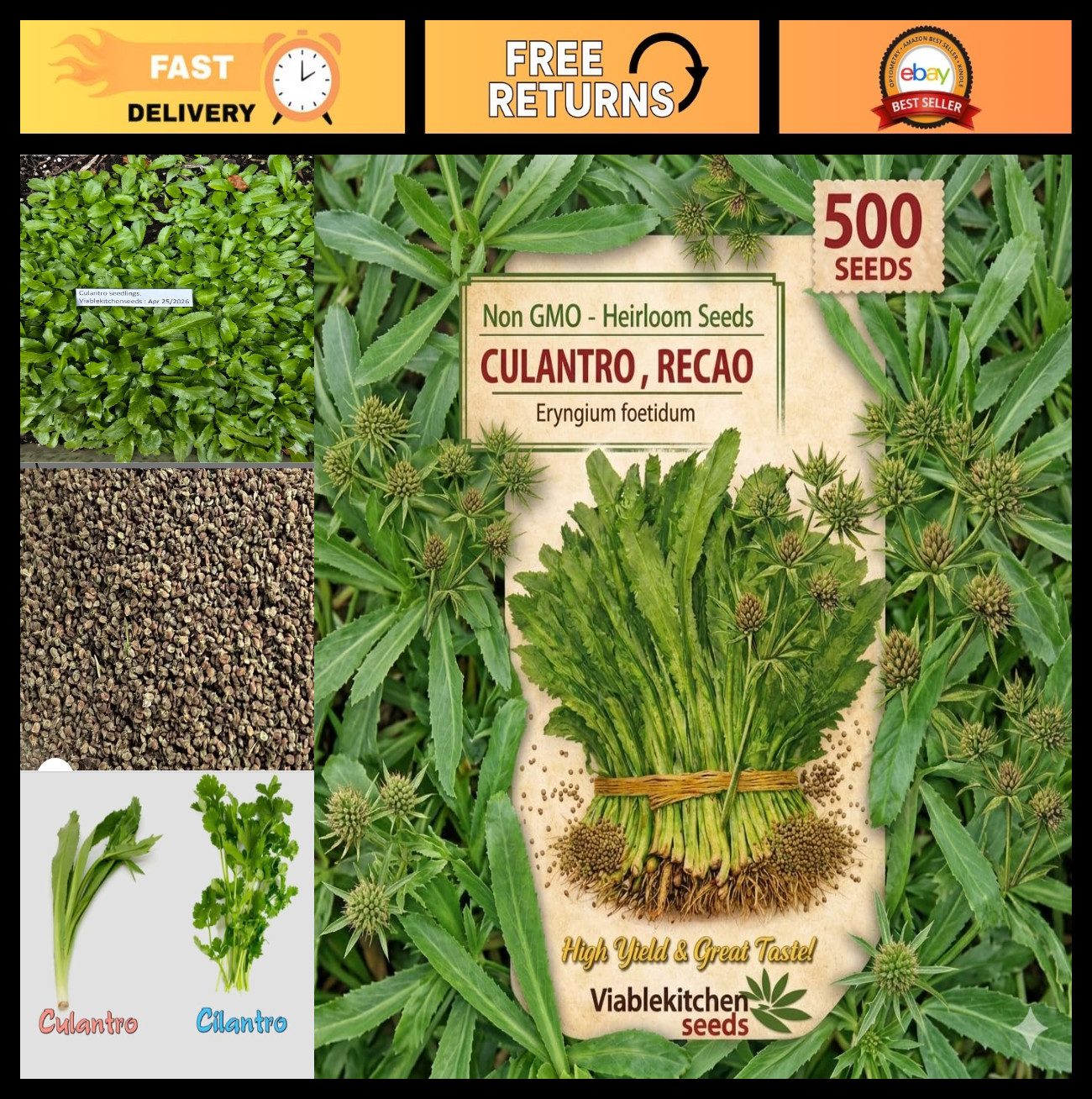 500 Non-GMO Culantro Seeds – High Germination, Heirloom Herb for Indoors/Outdoor