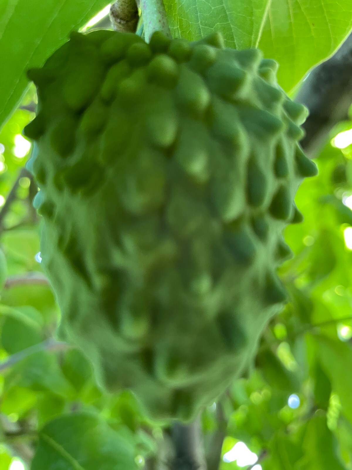 1 Seedling Pineapple Annona Cherimola X A Squannosa Atemoya, Annona Squnnosa 35″
