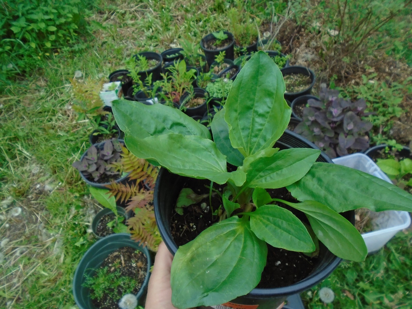Broadleaf Plantain Plantago major seeds (1000 seeds!) Alaska USA wild harvested