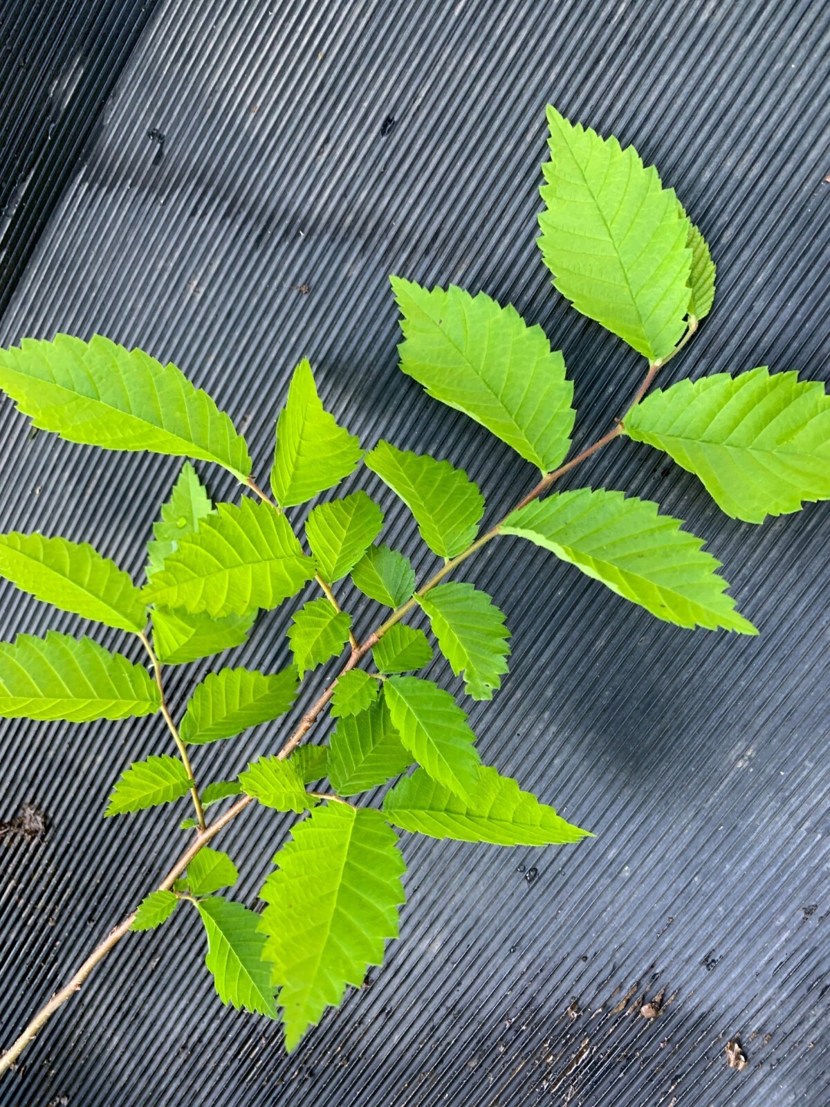 4-6 inches tall Slippery Elm tree 1 year old plant (Ulmus Rubra) Bare root
