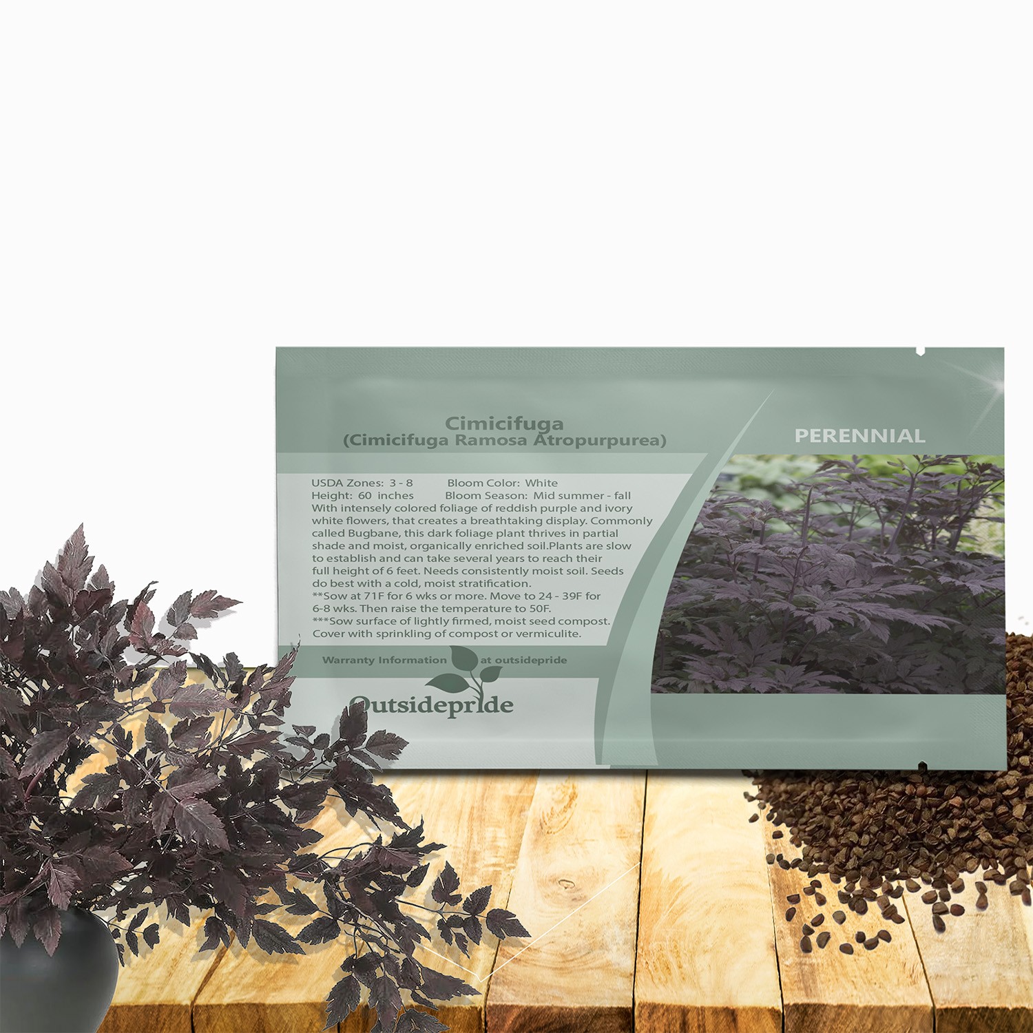 100 Seeds Cimicifuga Black Cohosh Garden Flower Plant Seeds