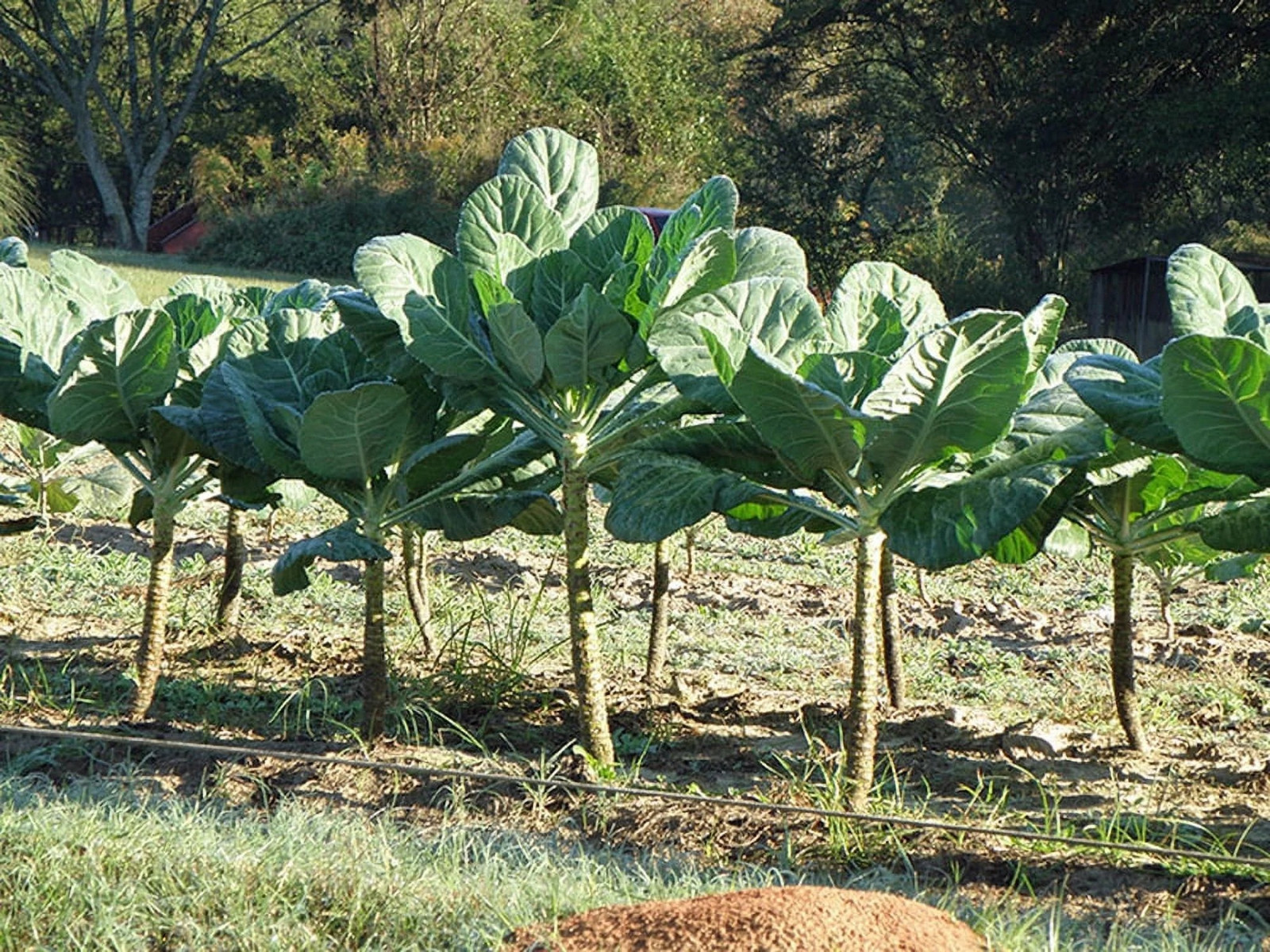 400+ Morris Heading Collard Seeds ——— Non GMO — Heirloom