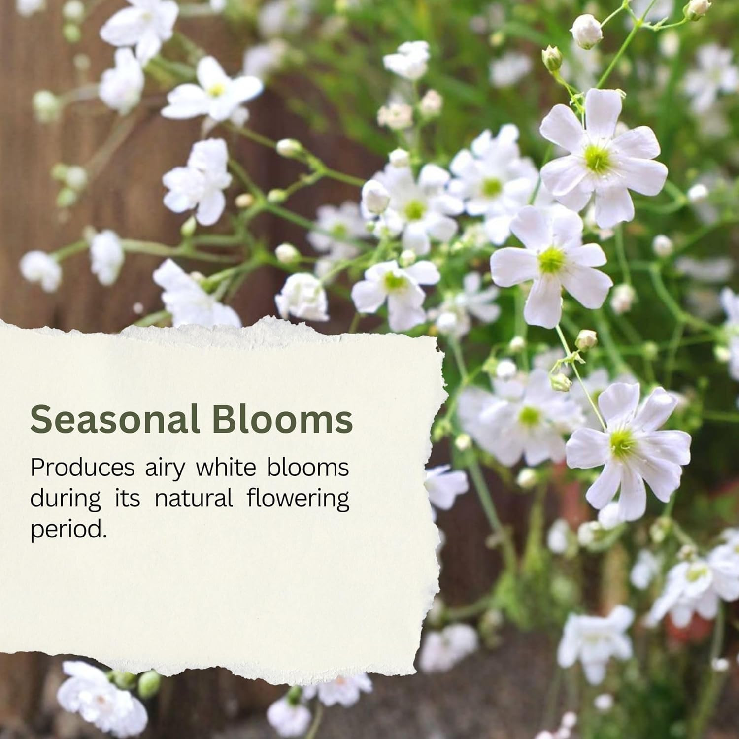 Baby’S Breath Seeds – 20,000+ Seeds – 1 Oz Bulk Resealable Packet – Quick Bloomi