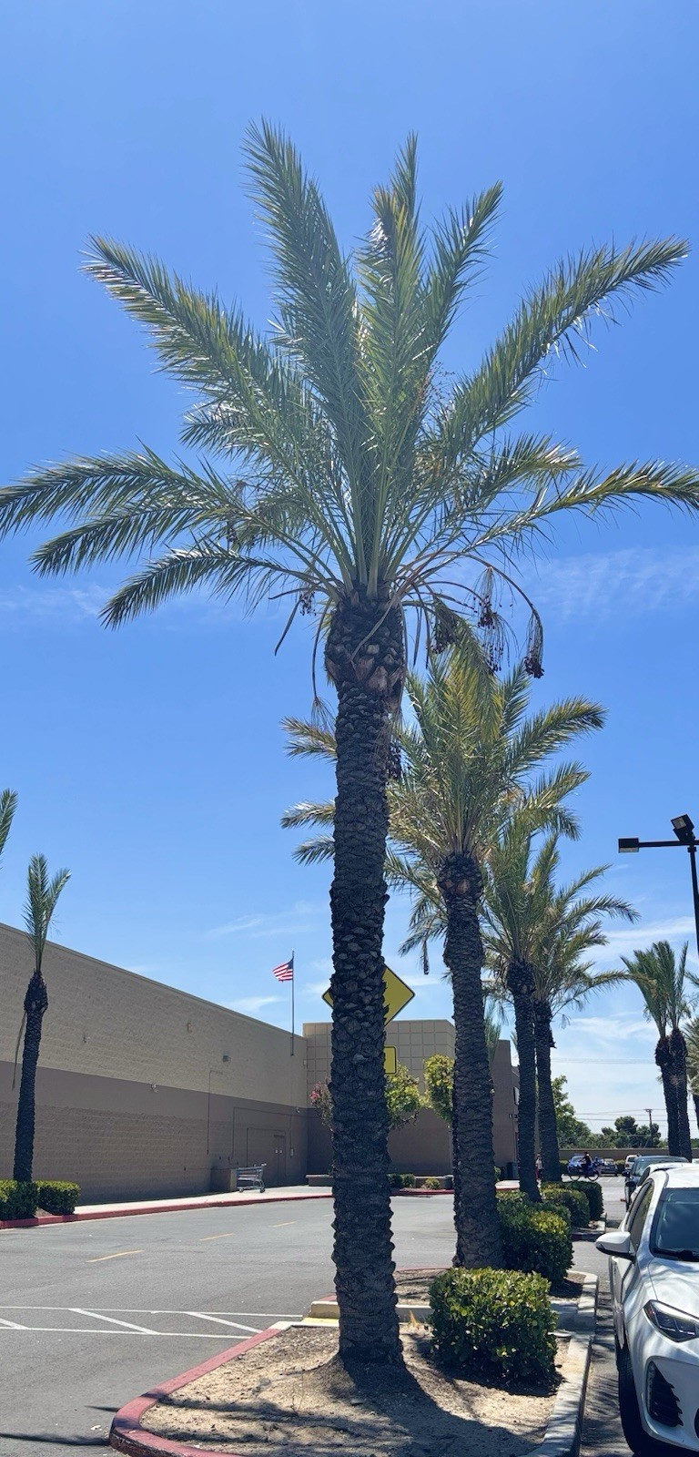 Medjool Date Palm 2 Staters ( Not Seed)