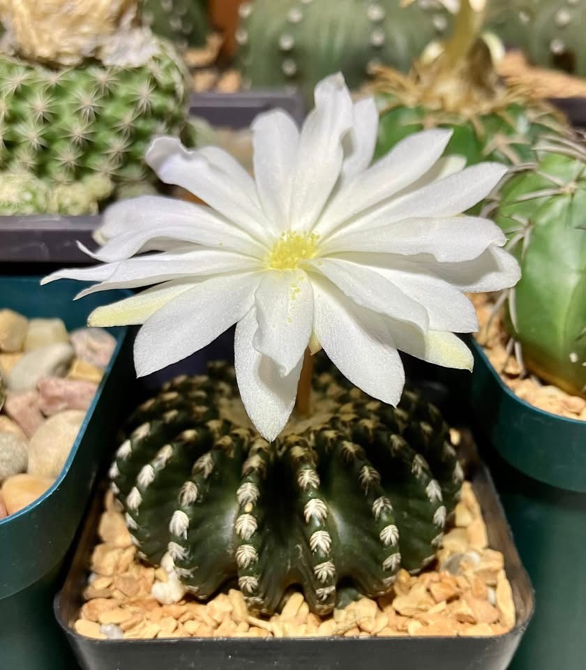 Seed- Discocactus horstii (25+ seeds) 2026 new