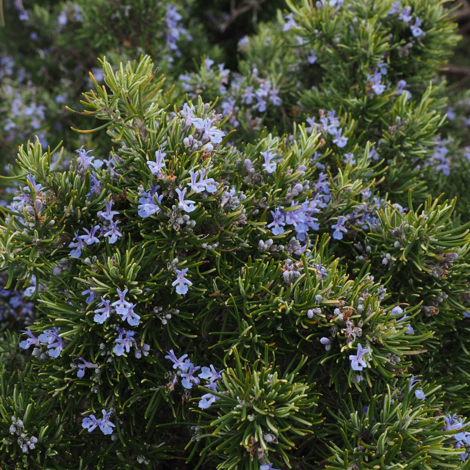 Rosemary Seeds, Fragrant Herb, Savory Flavor, Edible, Non-GMO, Free Shipping