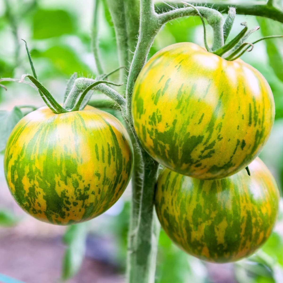 Green Zebra Tomato Seeds, Bi-Colored, NON-GMO, Variety Sizes, FREE SHIPPING