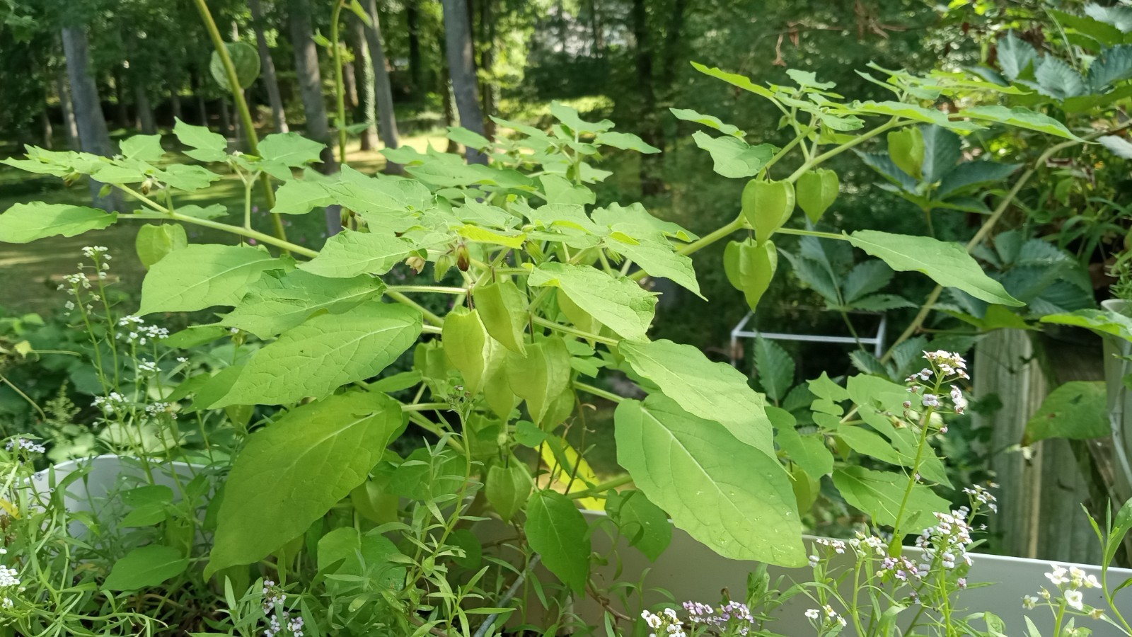 25 Rare Ground Cherry (Physalis pruinosa) Seeds.US Grown Seeds .Dwarf Plants.