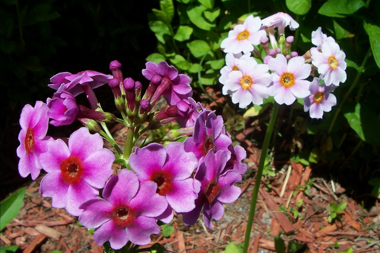 Japanese Primrose Seeds, Candelabra Primrose, 300+ (Primula Japonica.) Perennial