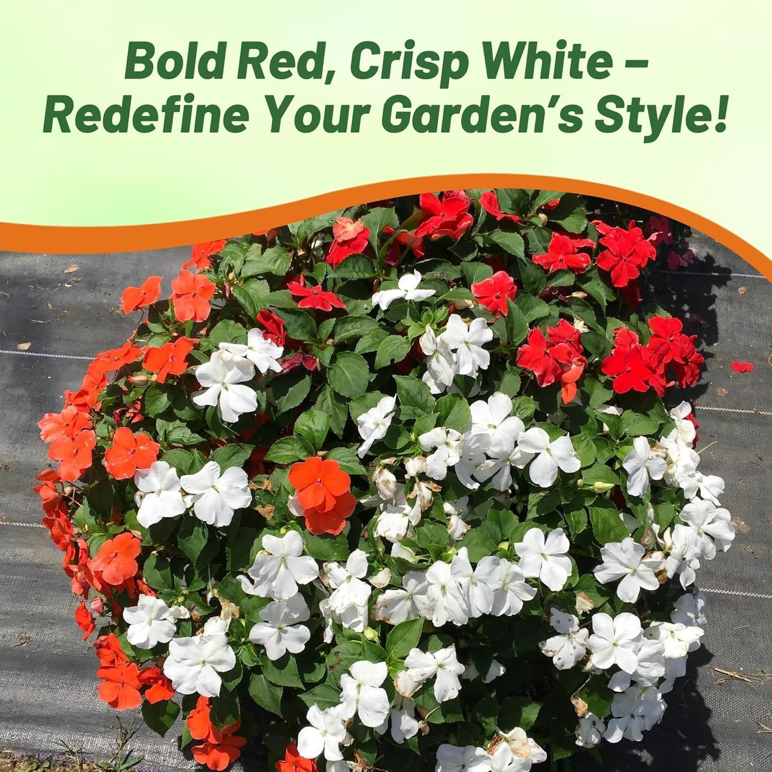 100 Seeds Red & White Impatiens Seed Mix