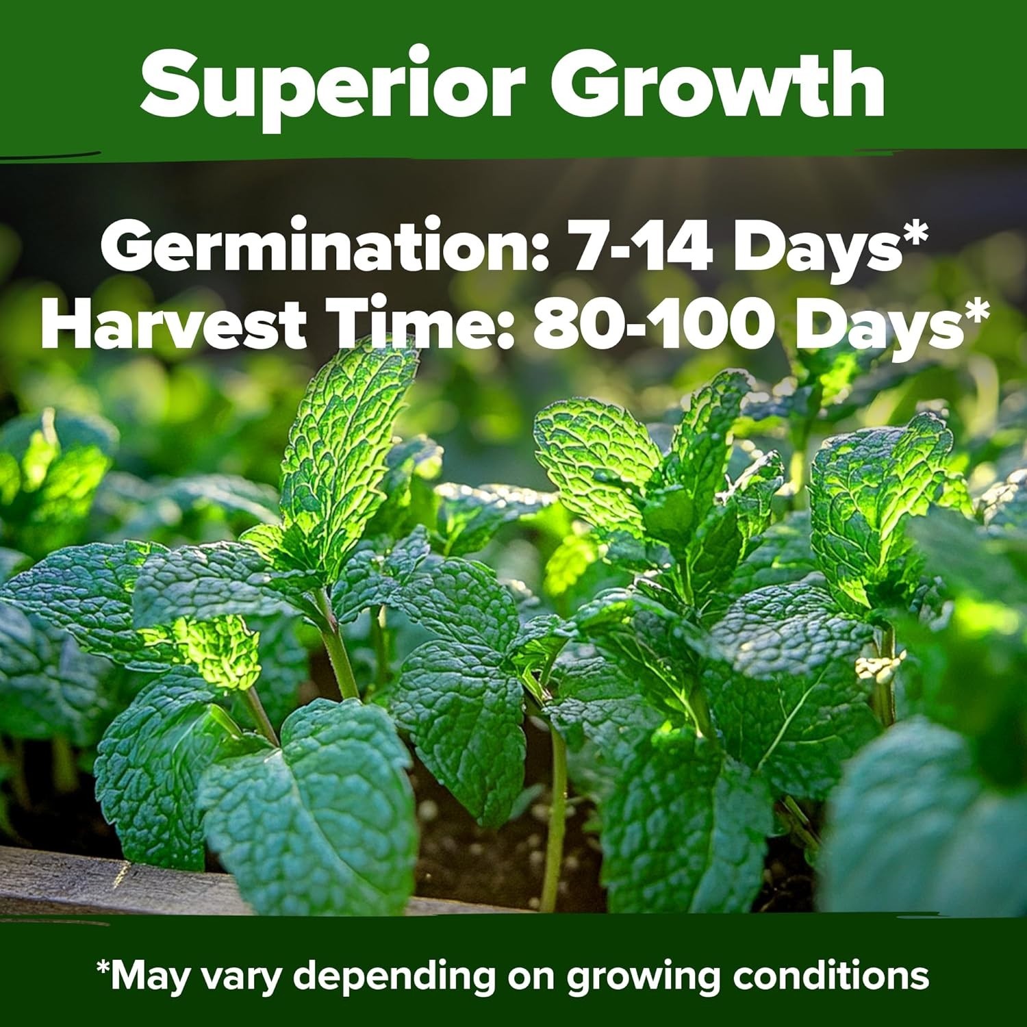 Heirloom Peppermint Seeds – 2,370 High Germination Indoor/Outdoor Herb Seeds