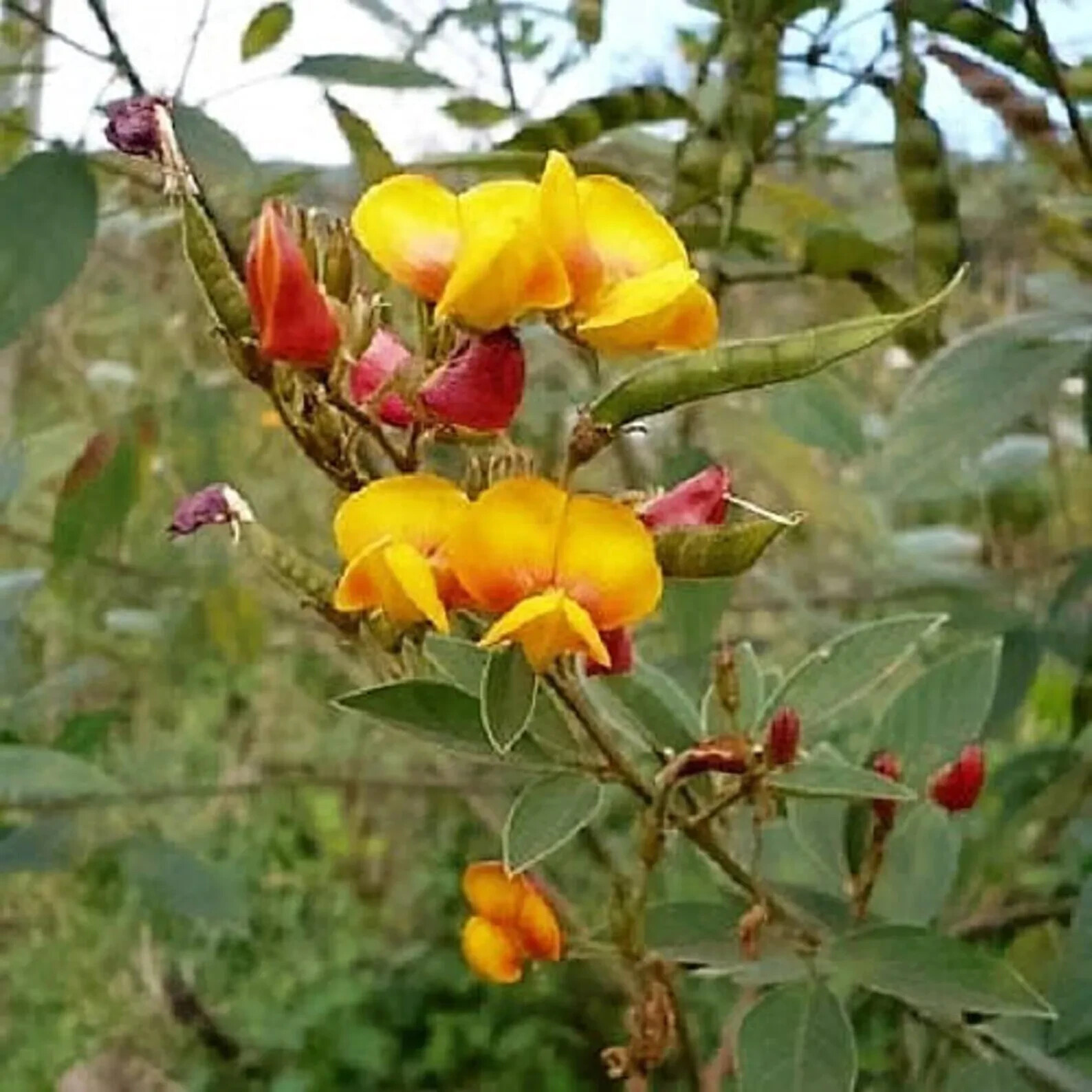 50 PIGEON PEA Seeds (Cajanus cajan) | NON-GMO | Agroforestry Garden seeds