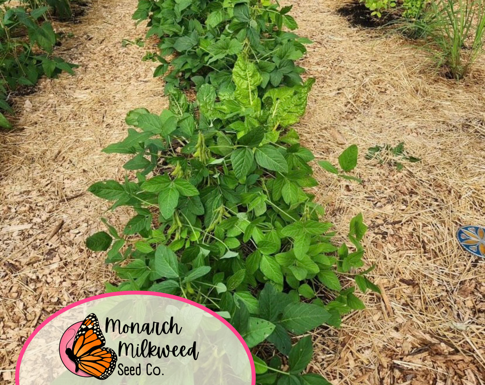 25+ Edamame Soybean Bean Seeds | Heirloom, Non-GMO, Vegetable Gardening Seeds