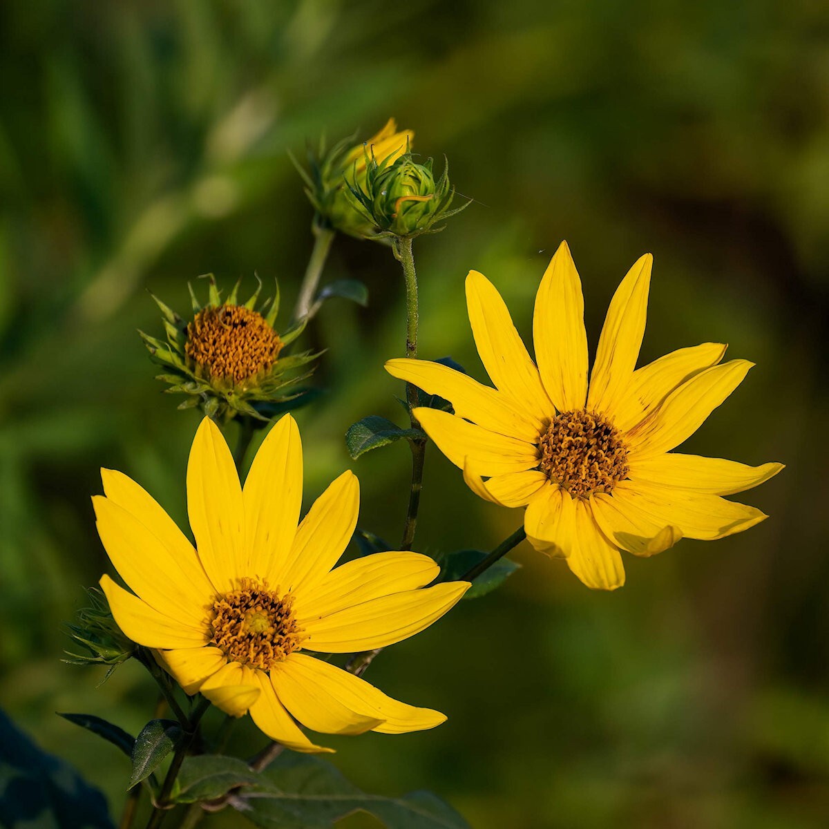150 Sawtooth Sunflower Wildflower Seeds – Everwilde Farms Mylar Seed Packet