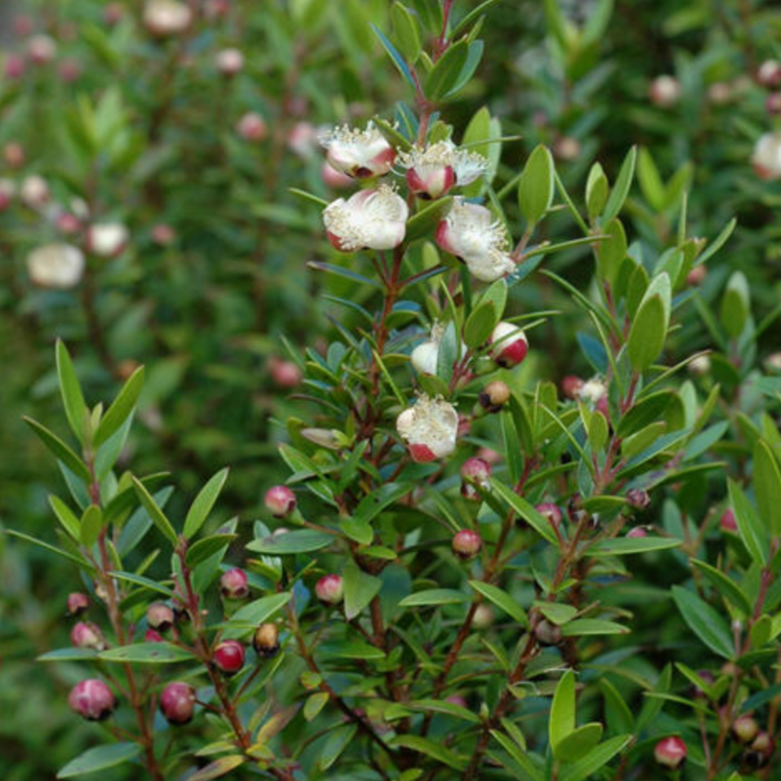 🌿 Myrtus communis ‘Compacta’ — Dwarf Myrtle Evergreen Shrub Live Plant 🌿