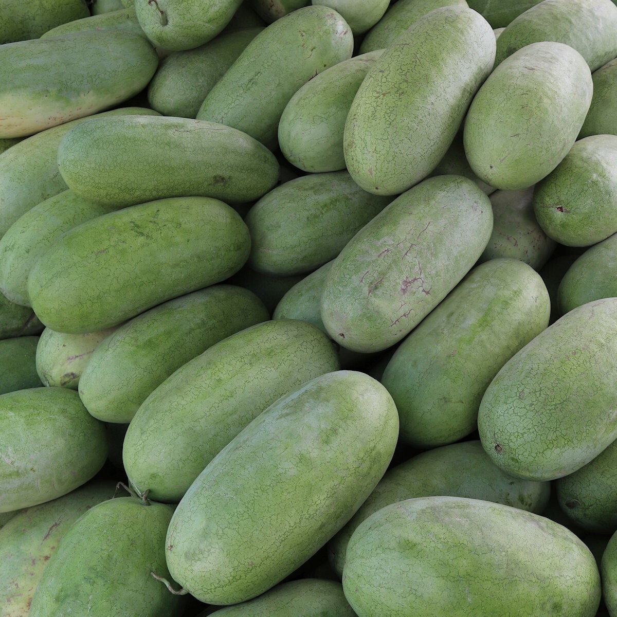 1/4 Lb Charleston Gray Watermelon Seeds – Everwilde Farms Mylar Seed Packet