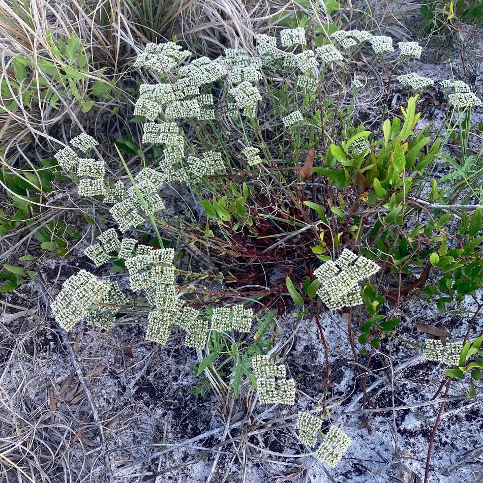 Native Wild Nailwort Sand Square Squareflower Rare Paronychia rugelii – 30 Seeds