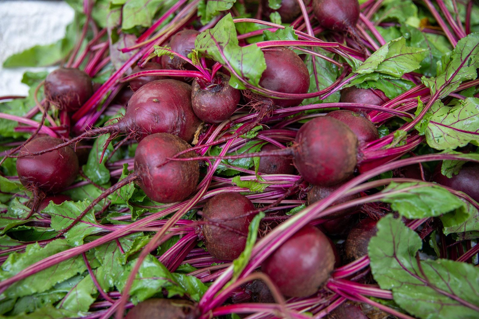 250 EARLY WONDER BEET Beta Vulgaris Vegetable Seeds