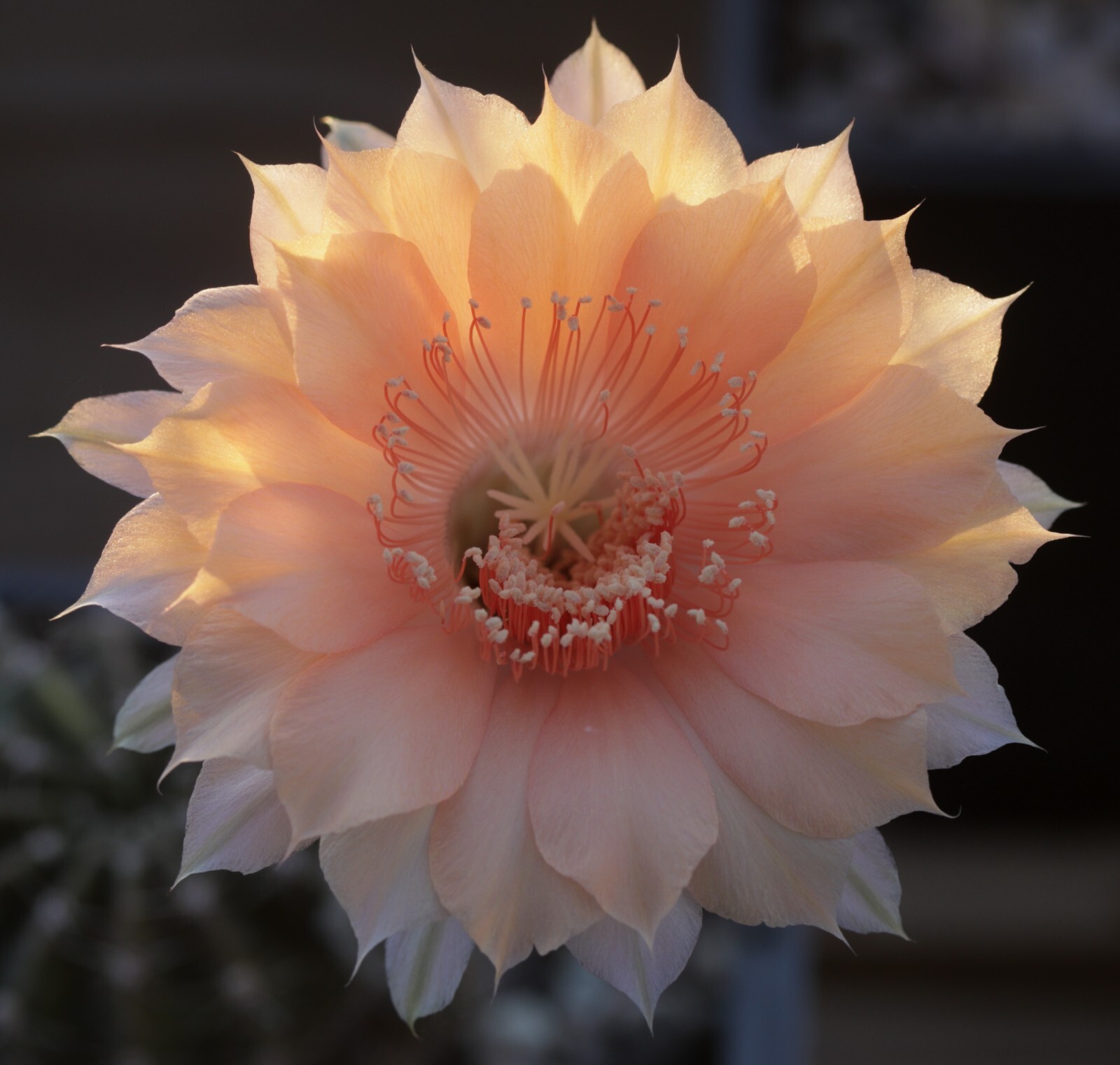 Echinopsis hybrid ‘Abyssinia’