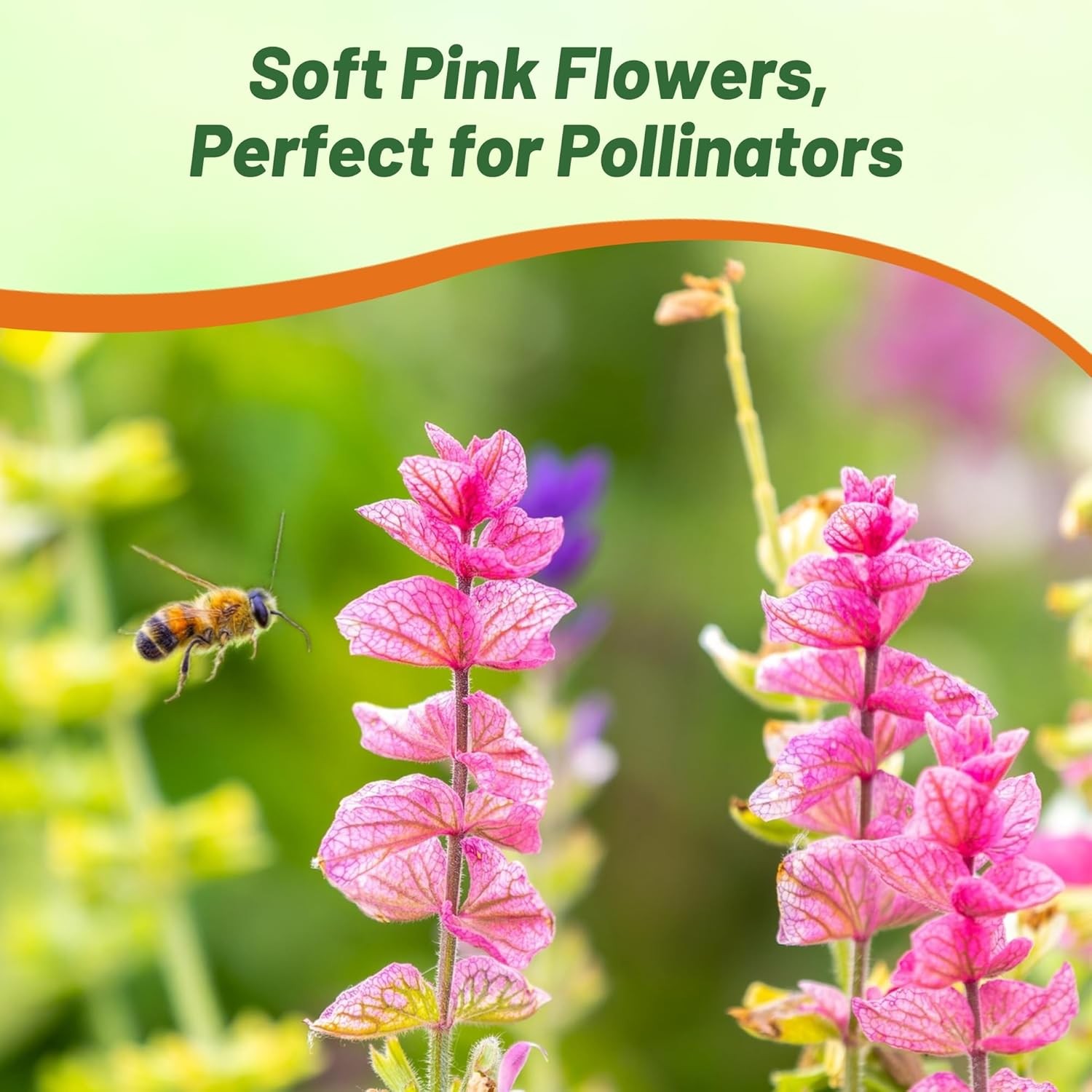 1000 Seeds Pink Sage Salvia Seed For Planting – Salvia Pink Sunday Flower Seed