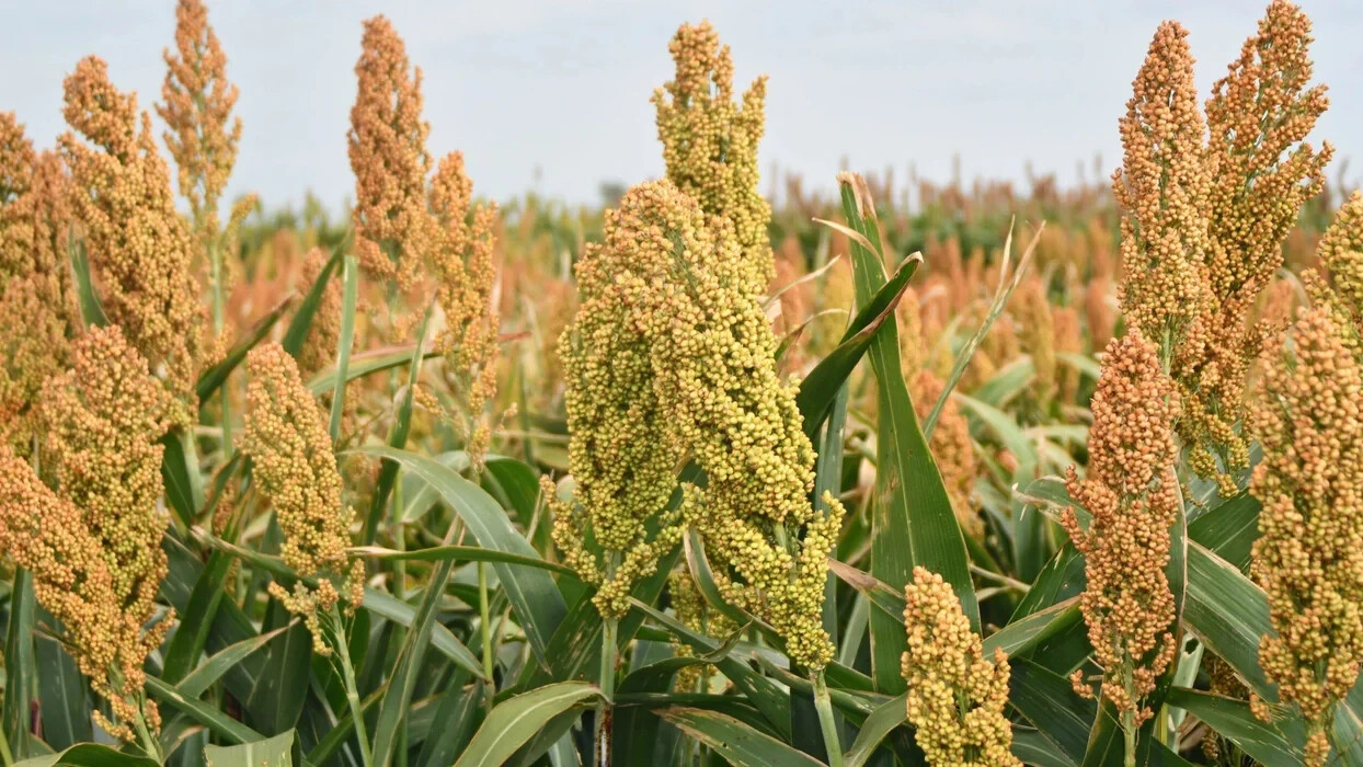 1 OZ+ROX ORANGE Sweet SORGHUM Seeds Organic Sugar Native Waconia Natural Syrup
