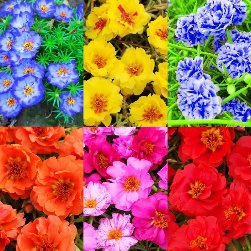 20000+ Moss Rose Flowers Seeds for Planting Outdoor-Portulaca Grandiflora Rose O