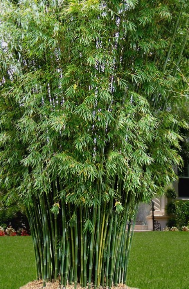 Seabreeze bamboo seeds ( 50 Seeds ) Bambusa Malingensis
