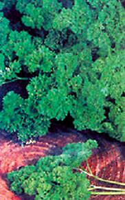 Parsley Forest Green Petroselinum 5,000 seeds
