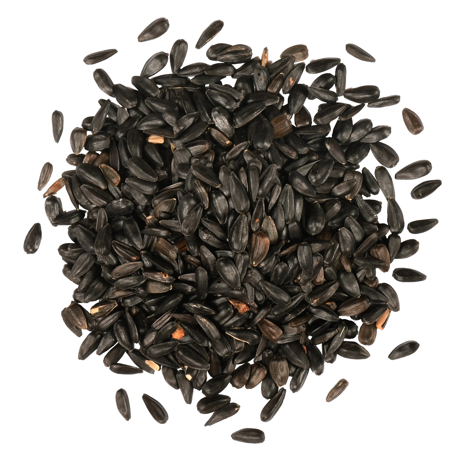50 Chocolate Cherry Sunflower Seeds – Deep Red to Chocolate Blooms – Stunning!!