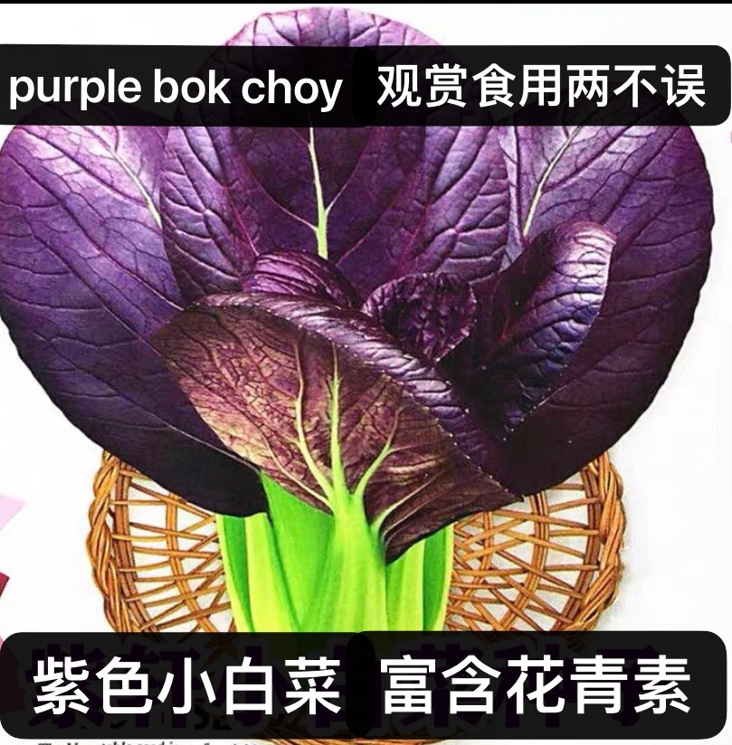 300+purple leaves bok choy (Rich in Anthocyanin) seeds 300多粒紫叶绿帮小青菜（富含花青素）种子2023