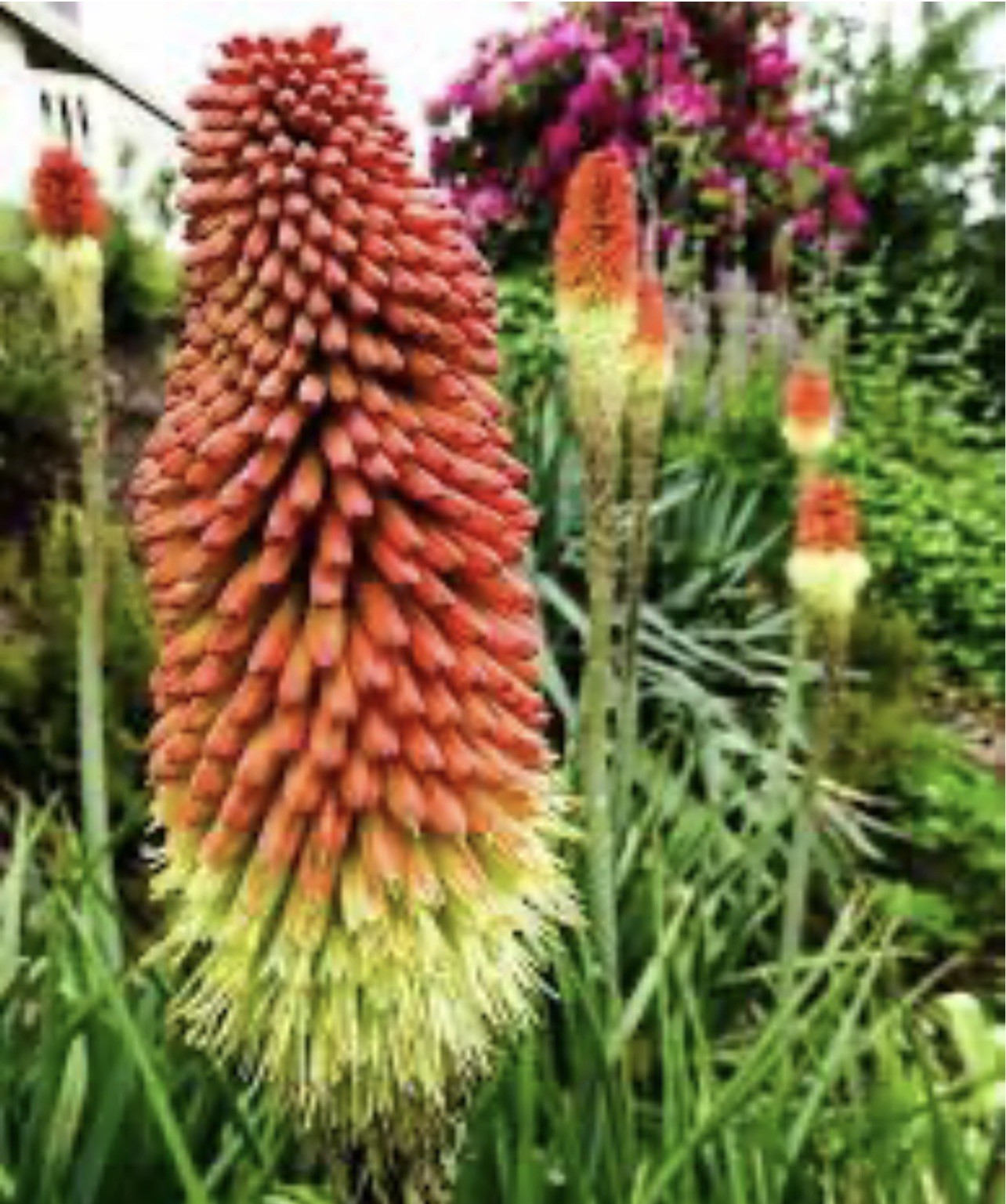 Three Bare Root Torch lily Rhizomes. Perennial