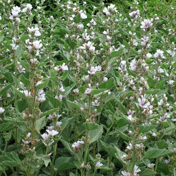 200+ Althaea officinalis Marshmallow Seeds Hardy Perennial Herb