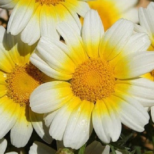 Crown Garland Daisy Seeds AKA Chrysanthemum coronarium antimonio mirabeles Moya