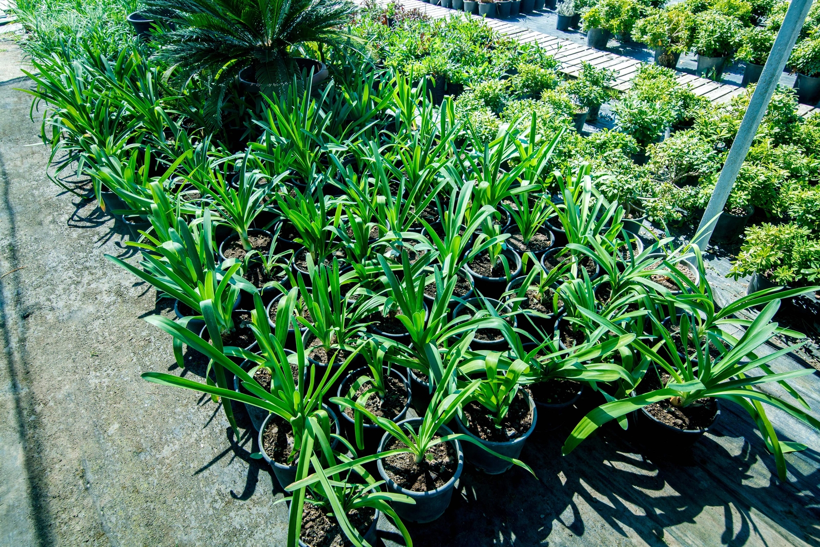 20 PREGNANT ONION SEEDS ak False Sea Onion Lily Ornithogalum Caudatum Houseplant
