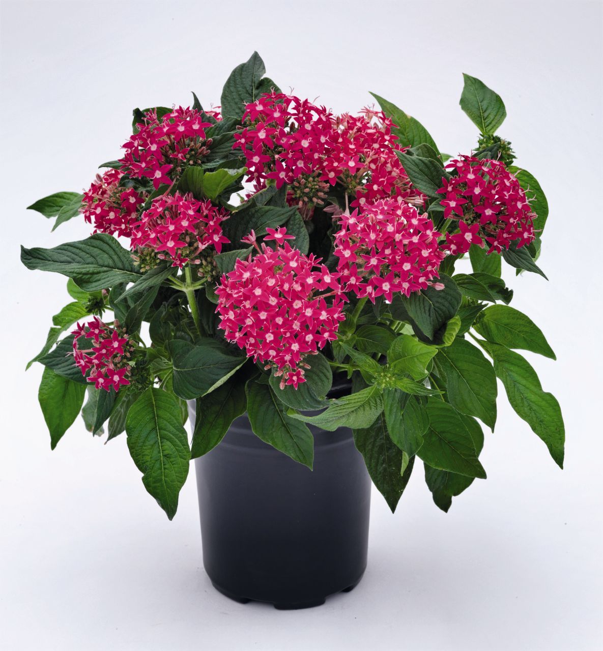 Pentas Seeds Graffiti Rose 25 Pelleted Seeds