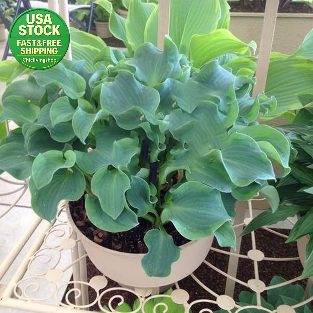 207 Hosta Seeds Variegated Perennial Giant Low Maintenance Shade Plants
