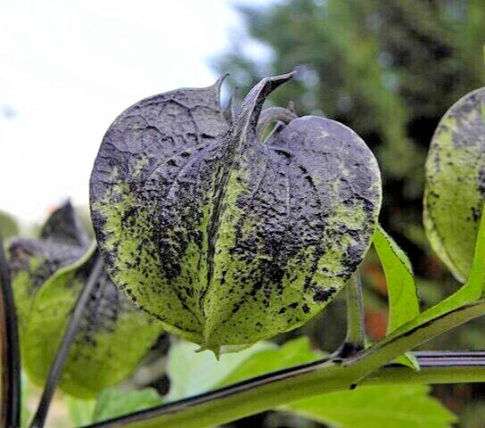 rare variegated shoofly plant 100 seeds, Nicandra Phsalodes Var. Splash of cream