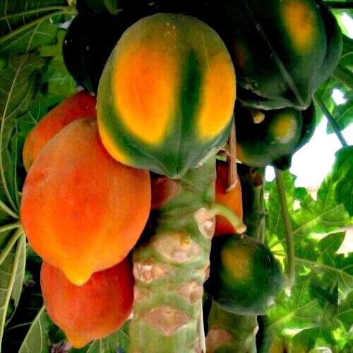 100 Caribbean RED LADY Carica Papaya Fruit Tree Seeds LARGE MELONS Indoor Plant