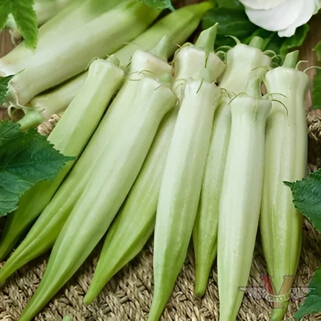 60 Heirloom Blondy Okra Seeds – High Yielding Compact Tender 3-5″ Pods Organic