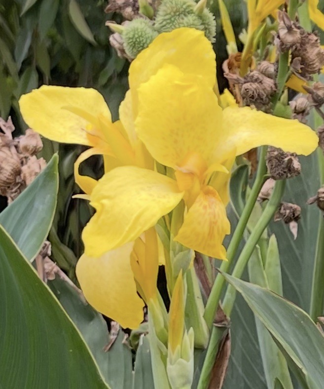 25 Tall Canna Lily SEEDS~YELLOW HARVEST~FREE SHIPPING~USA Seller